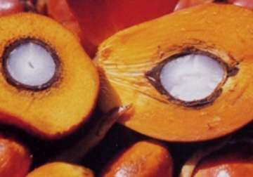 palm oil plantations causing rainforest loss