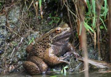 rare japanese frog species armed with spikes