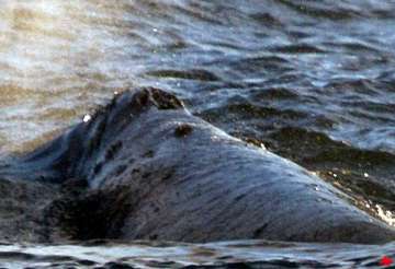 rare whale swims up west coast toward russian home