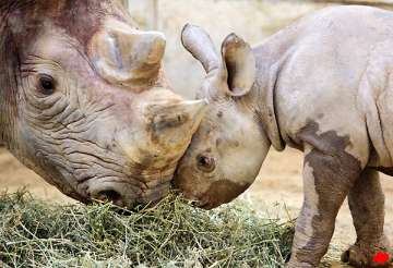 rhino subspecies vanishing from the wild