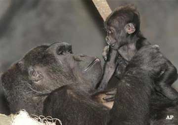 san diego zoo performs rare caesarean section on gorilla