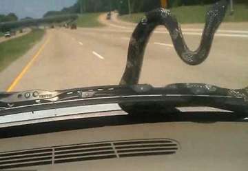 snake slithers up suv windscreen in us
