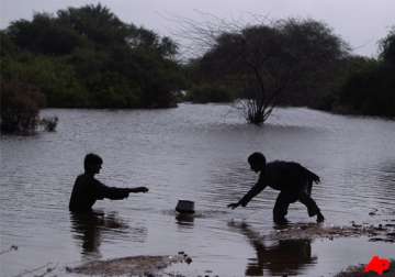 snakes hunger stalk pakistan flood victims