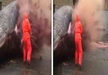 the moment a dead whale internal organs exploded into air