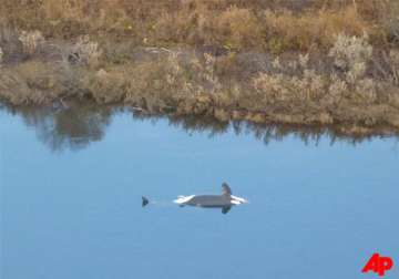 third killer whale found dead in us river