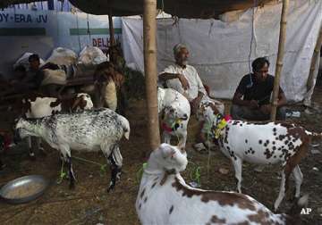 this eid sacrificial animals in pakistan can cost more than a car