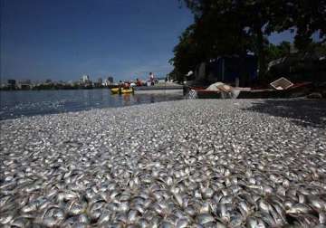 thousands of dead fish wash up on brazilian lagoon