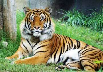 tiger kills mate in us zoo after love triangle