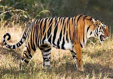 tigers keep five men on tree for three days in indonesia