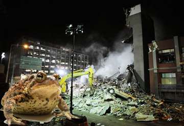 toads can be used to predict earthquakes say biologists