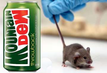 us man sues pepsi after finding tiny mouse inside mountain dew can