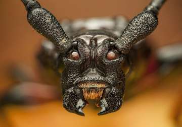 us govt declares this devil long horned beetle as public enemy no. 1