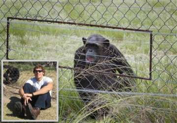 us man mauled by chimps in africa remains sedated