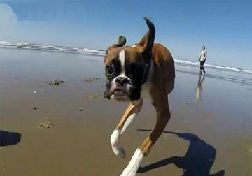 viral two legged dog chasing a stick on his first trip to the beach