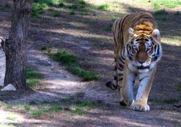 wwf for nature report says only 3 200 tigers left in the wild