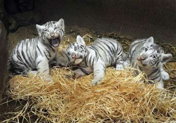 white tiger escapes from enclosure in czech zoo