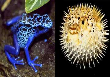 world s top 10 most poisonous animals