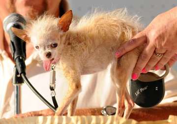 yoda gets the dubious honour of world s ugliest dog