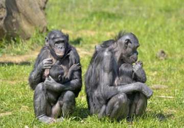 young apes regulate emotions like humans