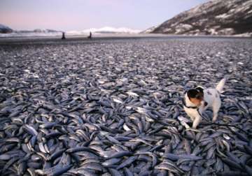 20 tons of herring wash up on norway coast then vanish suddenly