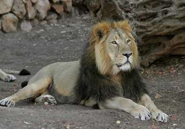92 asiatic lions died in gujarat in last two years