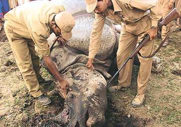 deny bail to rhino poachers