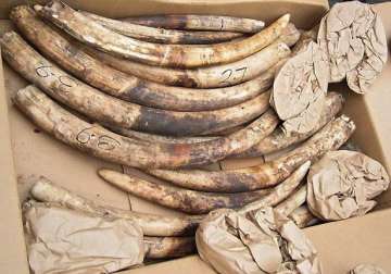 10.7 kg elephant tusks seized in north bengal