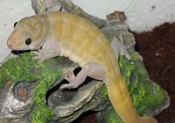 a golden gecko recovered from traders in assam