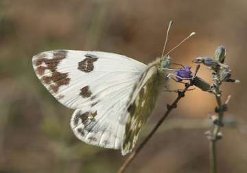 a mistake gave india a new species of butterfly