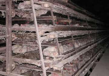 agnivesh demands ban on confining hens inside battery cages in india