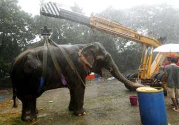 ailing elephant bijlee is dead
