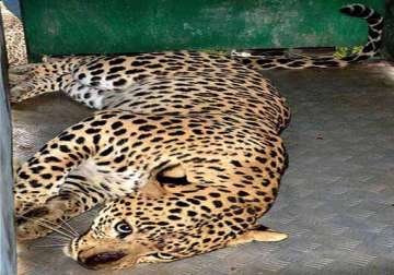 leopard on the loose in meerut schools markets closed army police yet to nab animal