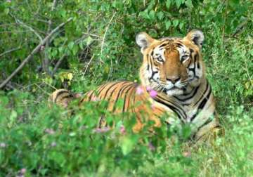 arunachal pradesh may get its thrid tiger reserve