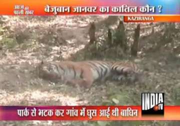 assam policemen fire from ak 47 kill tigress near kaziranga sanctuary