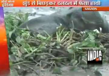 assam villagers rescue elephant cub from marshy land