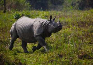 bjp demands centre s intervention to stop rhino poaching