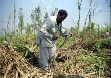 bjp steps up fight for uttar pradesh cane growers