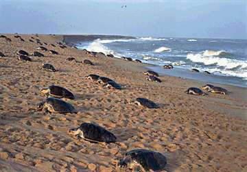 baby olive ridley turtles pop up along gahirmata beach