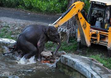 baby elephant rescued by army digger