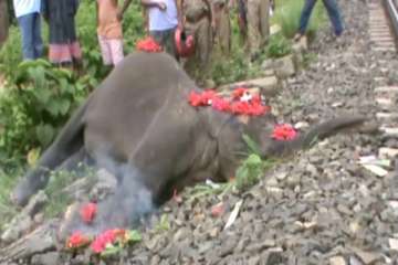 baby elephant dies hit by speeding train in assam