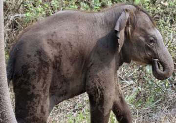 baby elephant hit by train in assam wildlife sanctuary