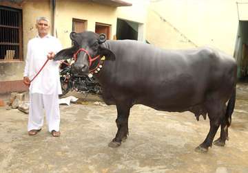 believe it or not this buffalo was sold for rs 25 lakh