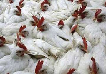 bird flu outbreak union health ministry team goes to chhattisgarh