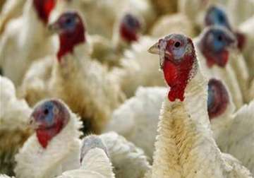 bird flu in karnataka kerala bans poultry from outside