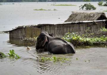 brahmaputra floods inundate kaziranga national park