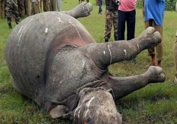 bullet ridden body of one horned rhino found in kaziranga national park