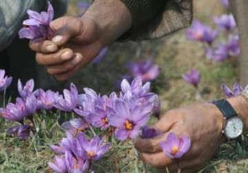 bumper cherry production in kashmir