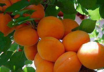 bumper yield of apricots in kashmir valley this year