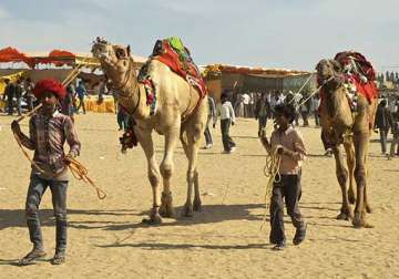 camel to become rajasthan s state animal