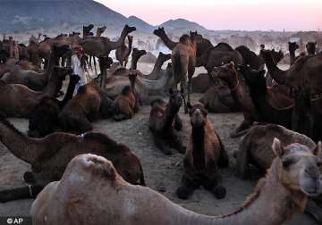 camels at rajasthan pushkar fair